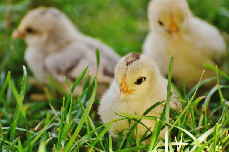 Close-up of cute fluffy chicks exploring lush green grass on a bright spring day.