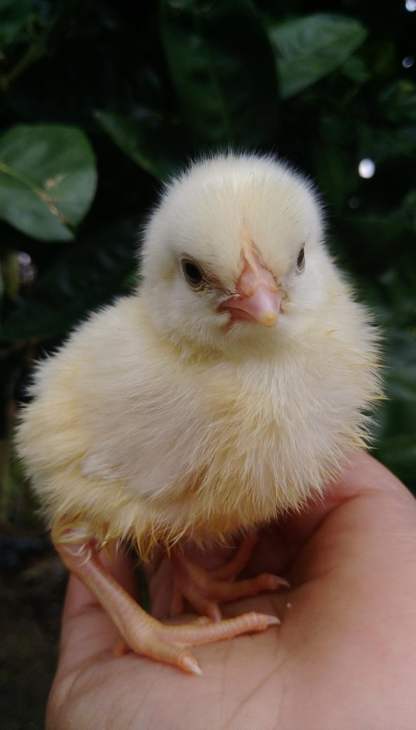 animal, nature, hen, chick