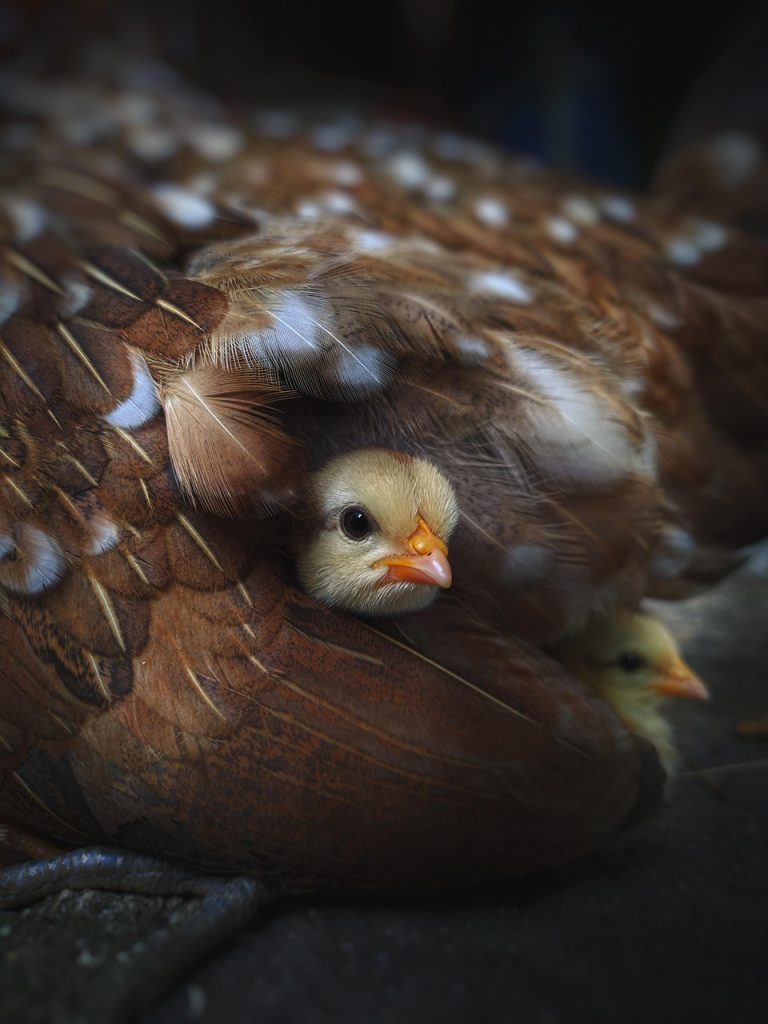 chick, chicken, animal, nature, feathers, plumage, chicken, chicken, chicken, chicken, chicken, animal, animal