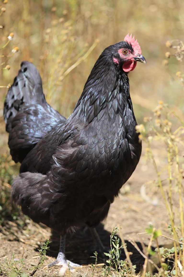 bird, nature, poultry, animal, feather, hen, black, australorp, chicken, rural, alive, female, brown chicken, australorp, australorp, australorp, australorp, australorp