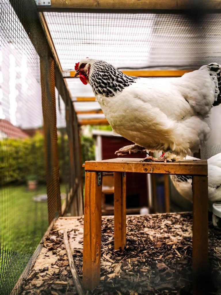 chicken, chicken coop, nature, white, enclosure, animal, bird, wing, poultry, chicken coop, chicken coop, chicken coop, chicken coop, chicken coop