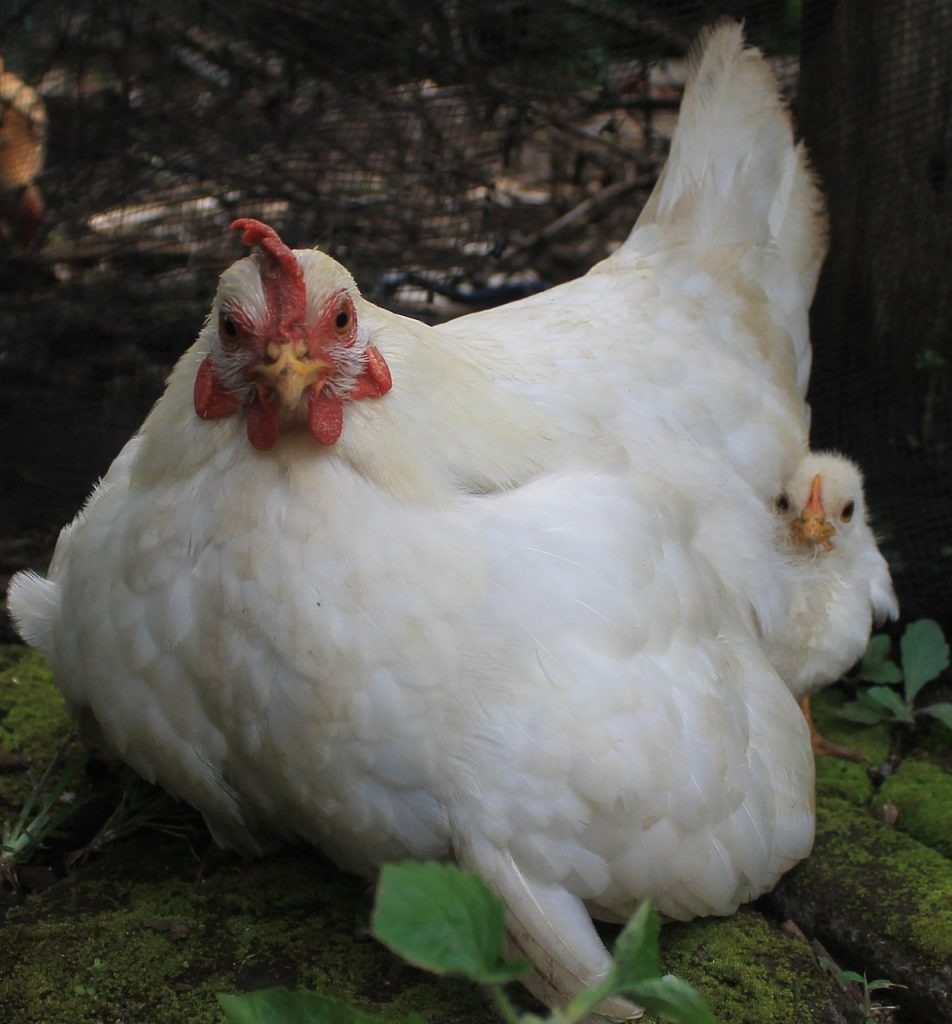 chicken, cute, animal, chick, nature