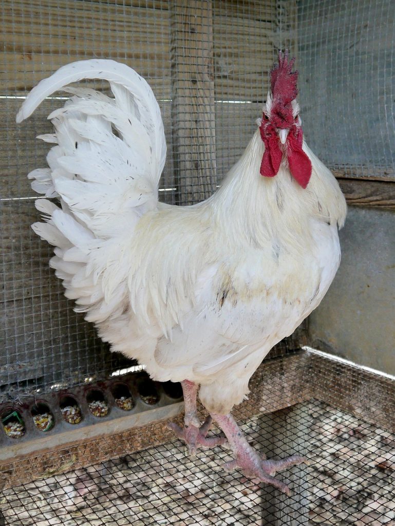 rooster, chicken, poultry, bird, white, leghorn, jersey giant, farm animal, livestock, attitude, animal, gray farm, gray chicken, rooster, rooster, rooster, rooster, rooster, chicken, chicken, chicken, nature, chicken, chicken, leghorn, leghorn, leghorn