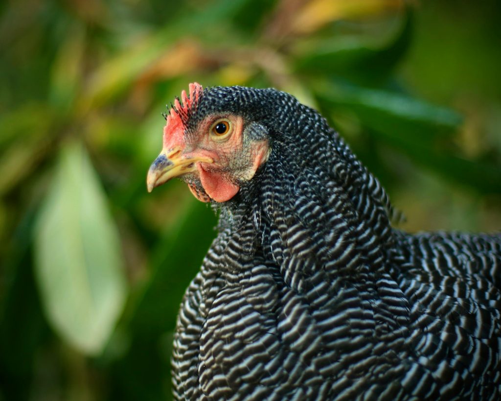 Detailed close-up of a Plymouth Rock chicken with vivid plumage in a natural setting.