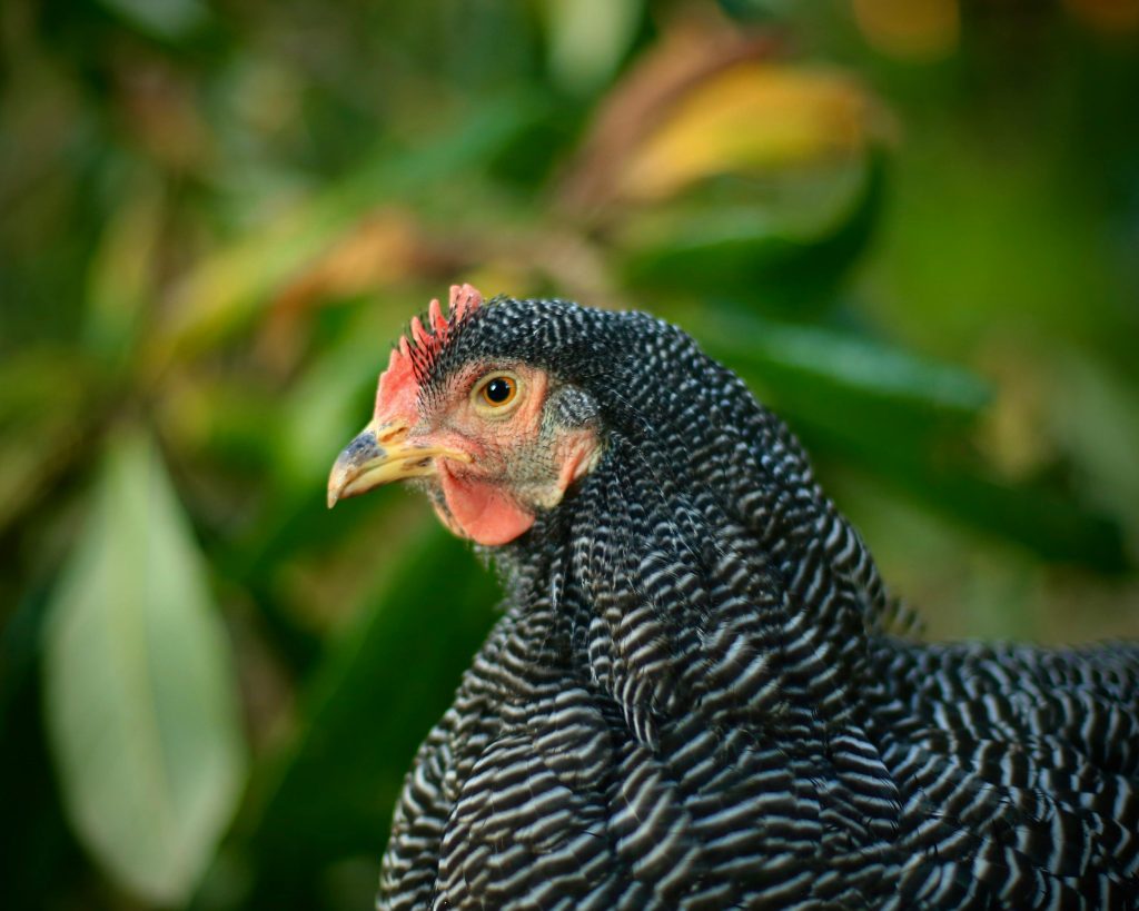 Beautiful close-up of a Plymouth Rock chicken with vibrant feathers outdoors.
