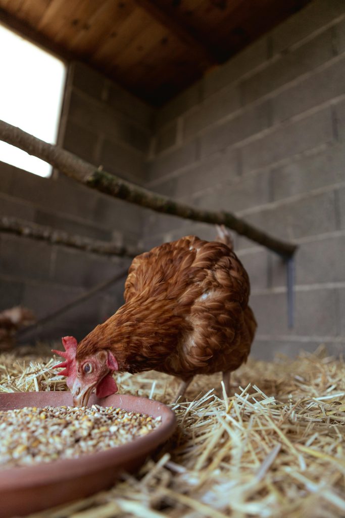A brown hen eating grain from a dish inside a rustic farm coop.