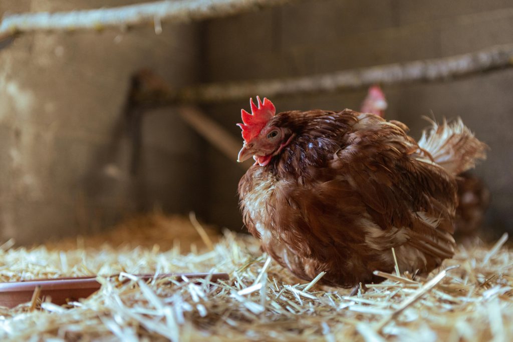 Brown hen sitting on straw bedding inside a traditional chicken coop.