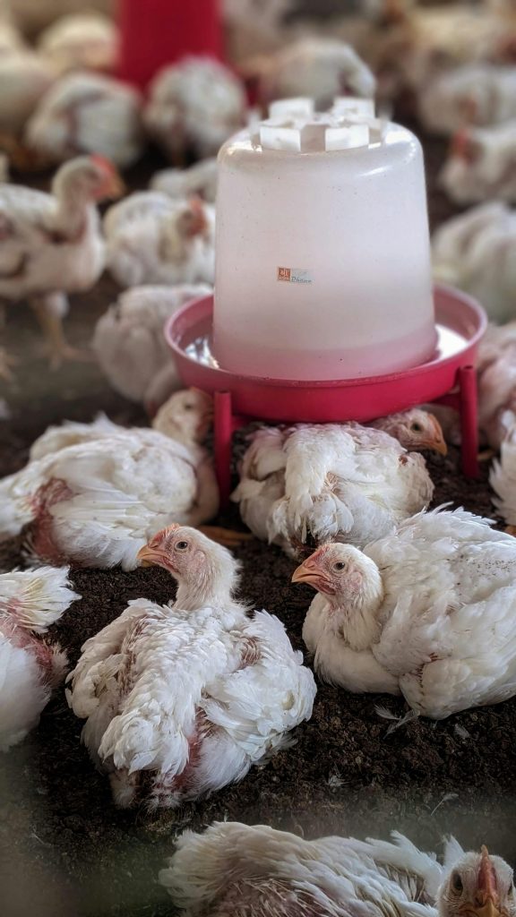 Close-up view of white chickens in a poultry farm in Kotheri, India, with focus on feeding setup.