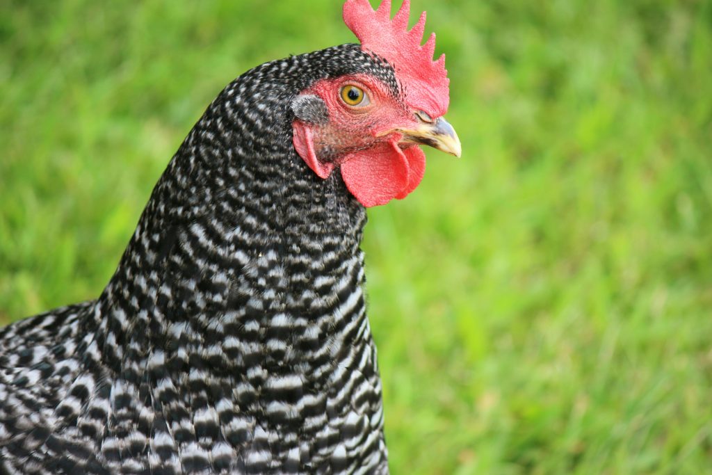 Detailed side view of a Barred Plymouth Rock hen in a grassy field.