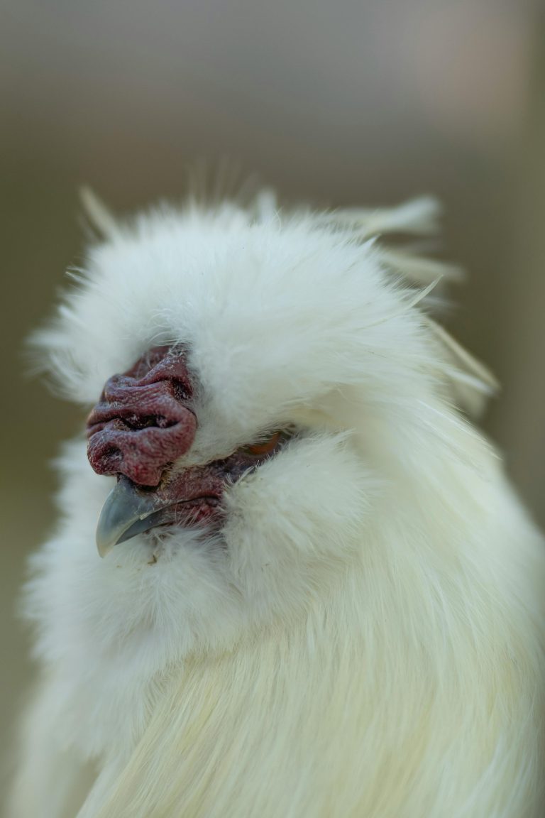 Detailed close-up of a white Silkie chicken in a farm setting in Madrid, Spain.