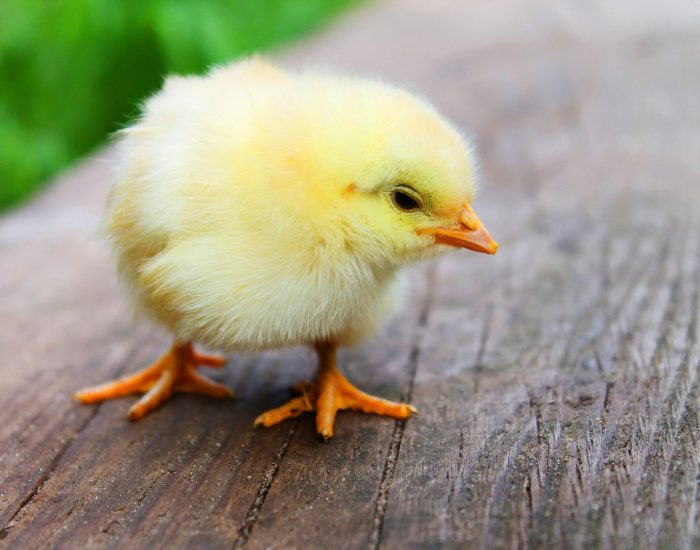 Close-up of a fluffy yellow chick standing on a wooden surface, showcasing its soft down feathers.